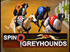 Levrieri Spino Greyhounds