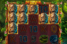 silverback gold vincite
