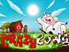 crazy cows